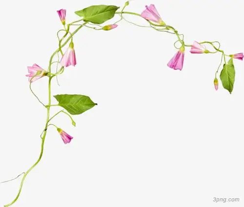 手绘牵牛花png素材透明免抠图片-装饰效果