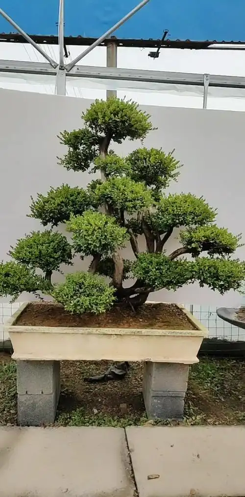 小叶赤楠古桩盆景