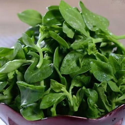 田七菜新鲜现发穿心莲绿叶蔬菜清热解火三七凉拌沙拉蔬菜食用蔬菜