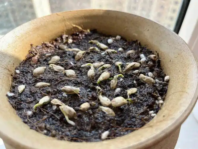 沃柑小盆栽生长记