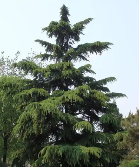 常绿乔木有哪些树种