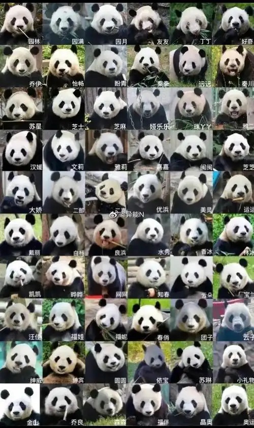 大熊猫图谱熊猫家族证件照