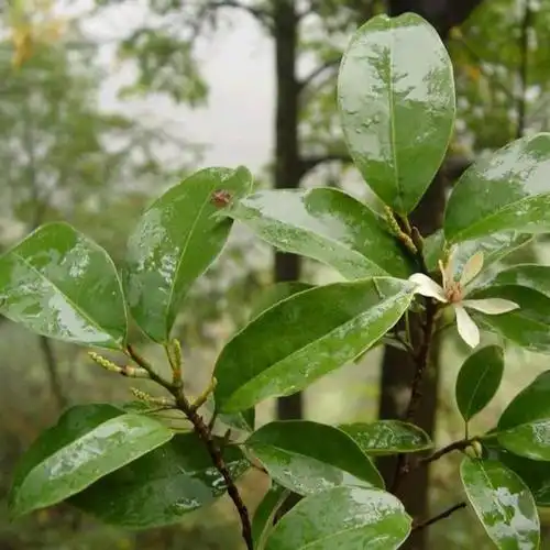 甜菲农业乐昌含笑树苗0