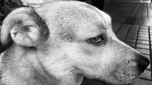 一只被遗弃的狗子眼神忧郁