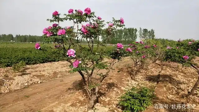 百年牡丹树‖真的有百年牡丹树吗?千姿百态的百年牡丹古树