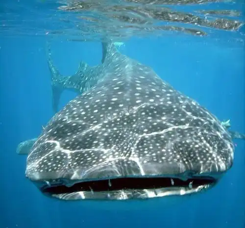 体庞大,是世界上最大的鱼类,一般10米左右 ,最大者可达20米.