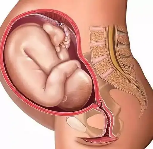 暖心呈现怀孕十月发育过程图,献给伟大的母亲们,预祝母亲节快乐!