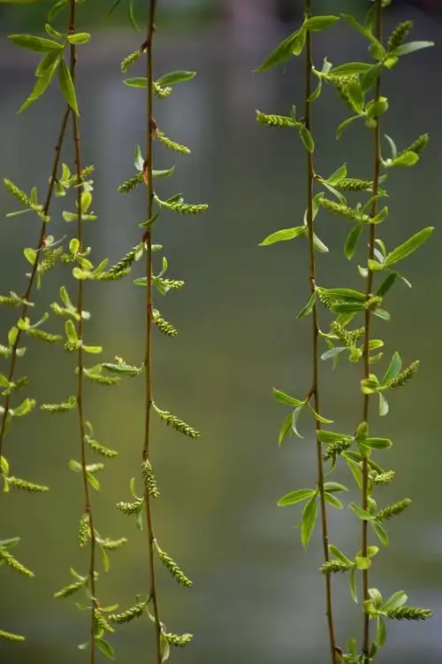 池塘边柳树的树干就像它那细细的腰,微风吹来,柳丝就翩翩起舞.