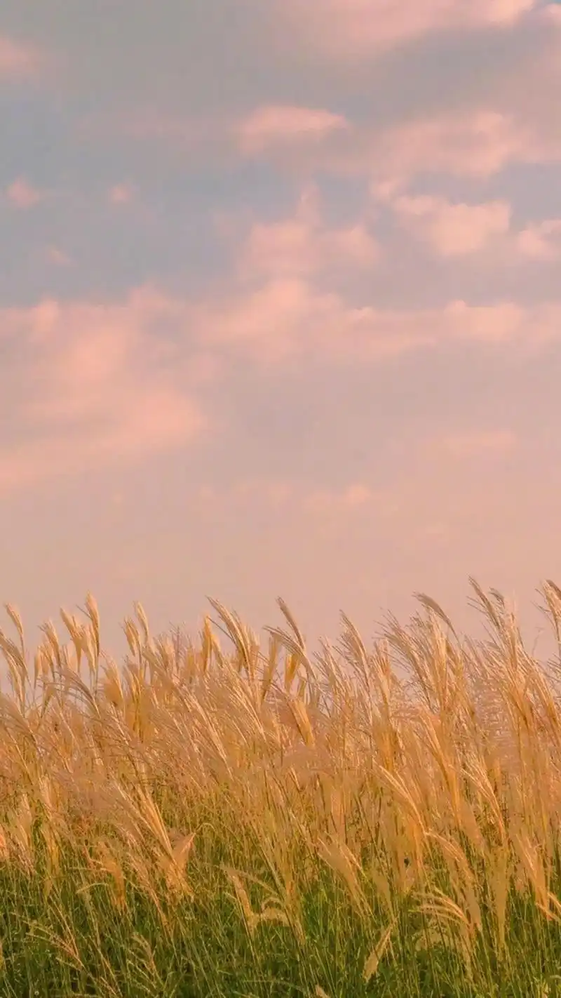 粉色天空摄影手机壁纸图片