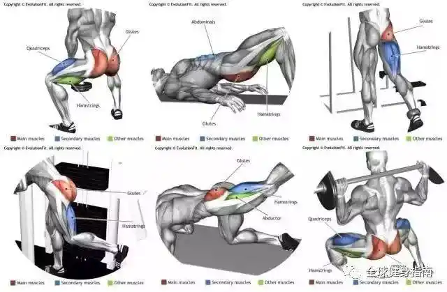 史上最全肌肉训练分布图 告诉你 红色代表主要锻炼部位 蓝色代表次要