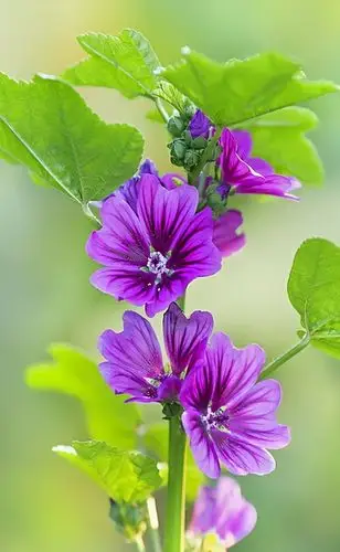 百花盛开美景尽收