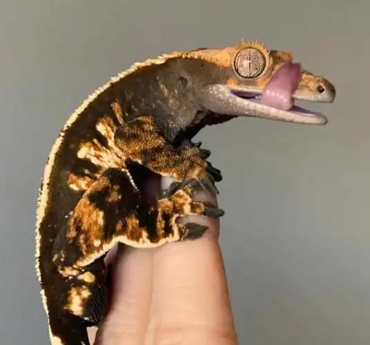 睫角守宫06沙雕萌物没有人可以拒绝