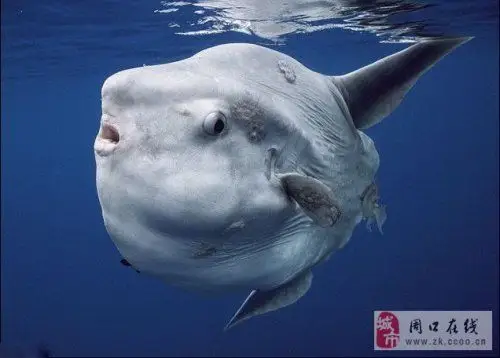 有人出价15w 能卖么?