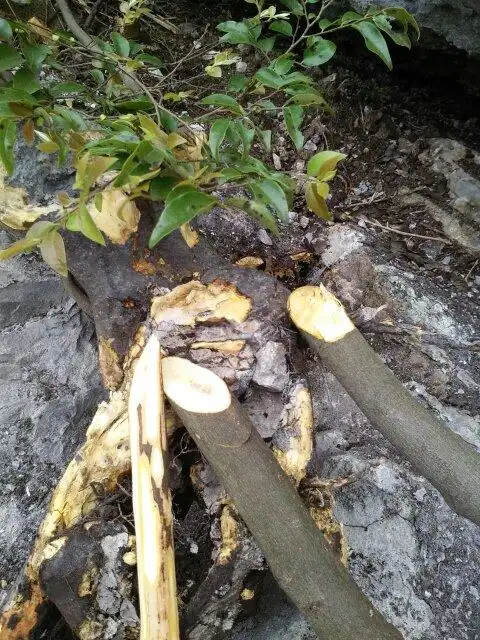 远方各地的朋友们,你们有谁了解这图片上的野生小叶紫檀树木?