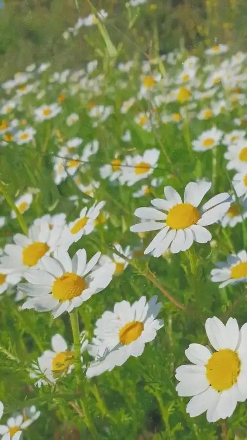 小雏菊背景图壁纸