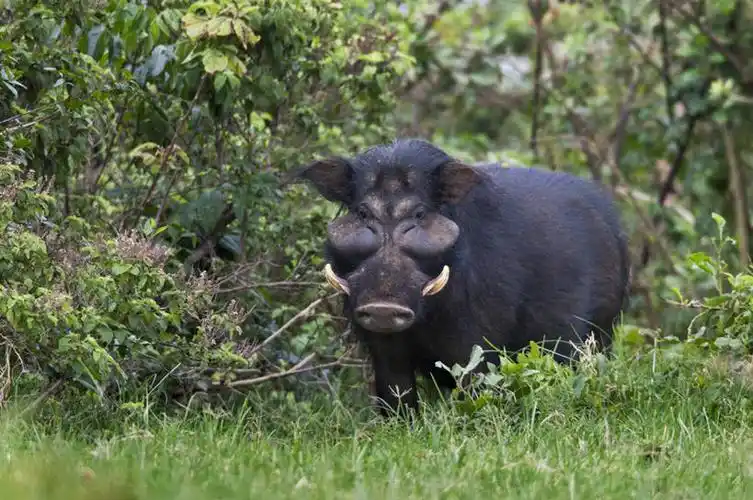头发,无人,横图,室外,野生动物,猪,非洲,肯尼亚,长牙,野猪,黑色,动物
