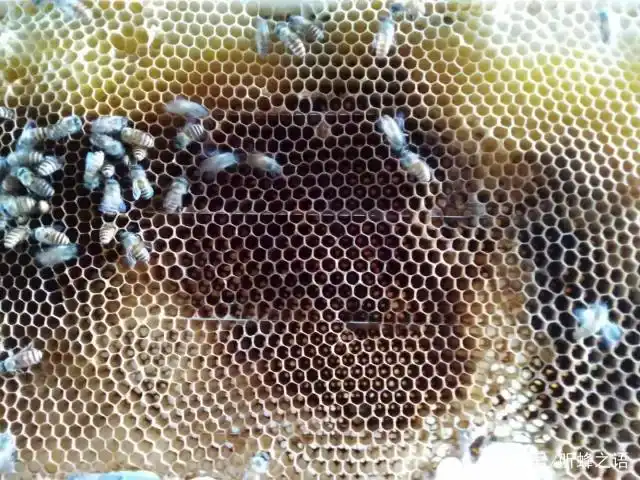 中蜂有巢虫的具体表现有哪些?