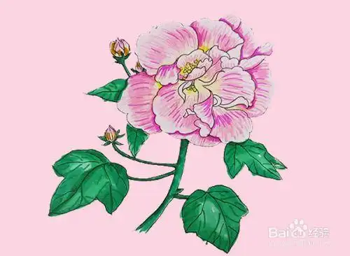 芙蓉花怎么画