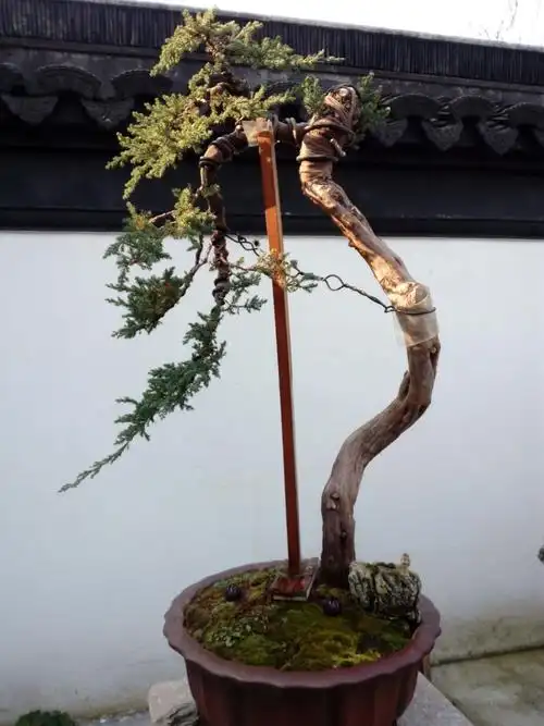 今天去朋友家里观赏他的盆景作品,使人陶醉在园内.大家一起分享吧