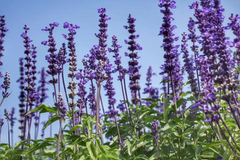 紫丹参鲜花,领域的紫丹参花