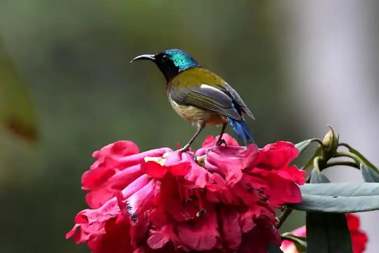 高山杜鹃花上的叉尾太阳鸟