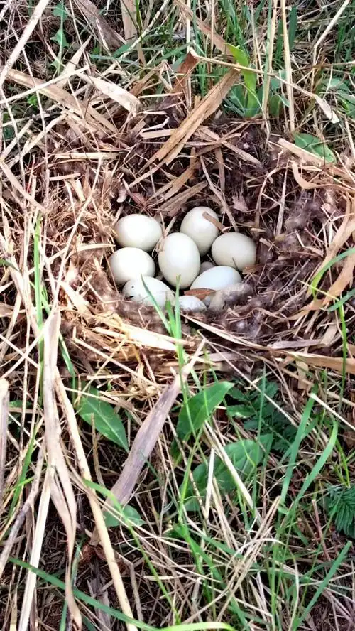 今天出来拍鸟发现一窝野鸭蛋