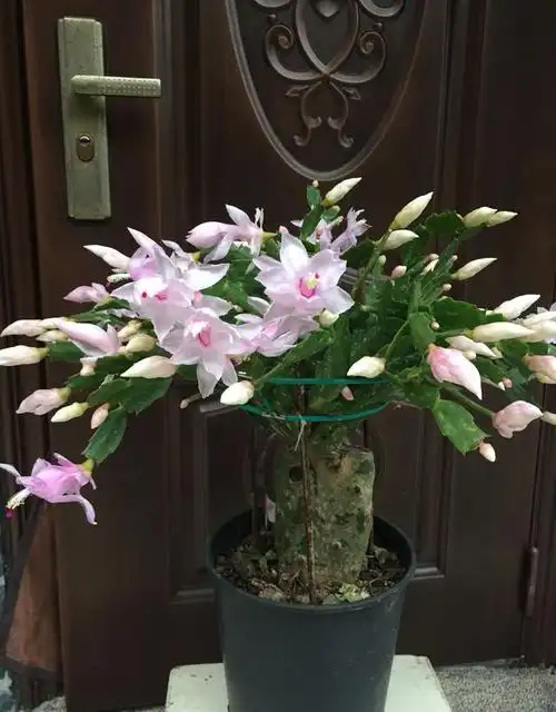 蟹爪兰界的"仙女"—白露,花色仙气十足,皮实好养,你值得拥有