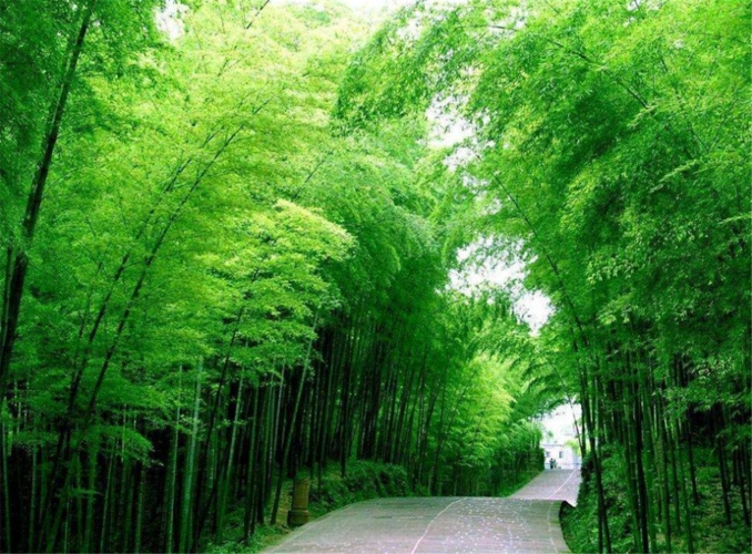 近4万亩竹海的5a级景区,有中国"最美竹海"之称,游客:太坑了