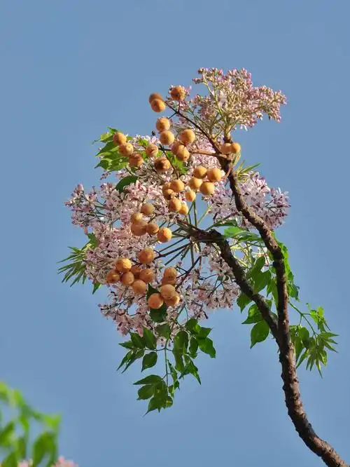 楝树花开首发