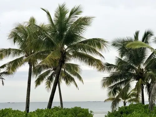 三亚风光.海南的标志椰子树
