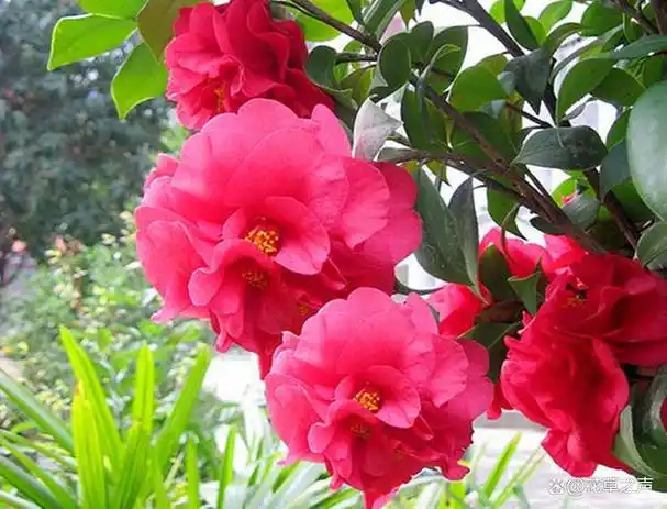 这种"天价"茶花叫"克瑞墨",花大如盆,多季绽放,新手也能养