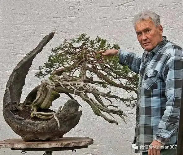这位外国人的盆景不同凡响