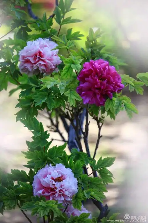 牡丹花洛阳红图片欣赏_洛阳牡丹花图片 风景图片 - 云林新闻励志网