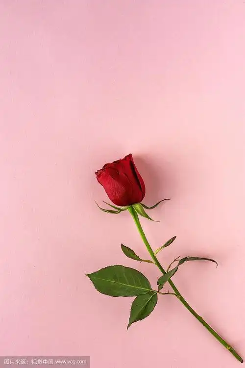 粉红色背景的红玫瑰