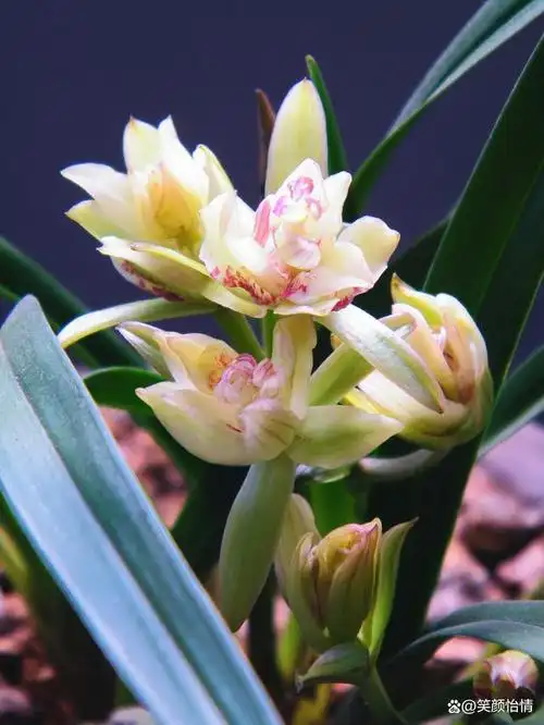 四川兰展获"金奖"的兰草,造型新颖,兰香四溢,花瓣多到数不清