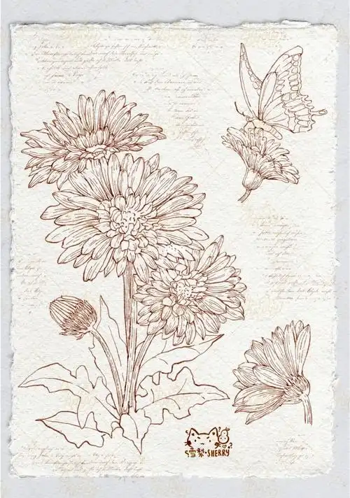 花卉图鉴|非洲菊|原创8/100|线稿|过程