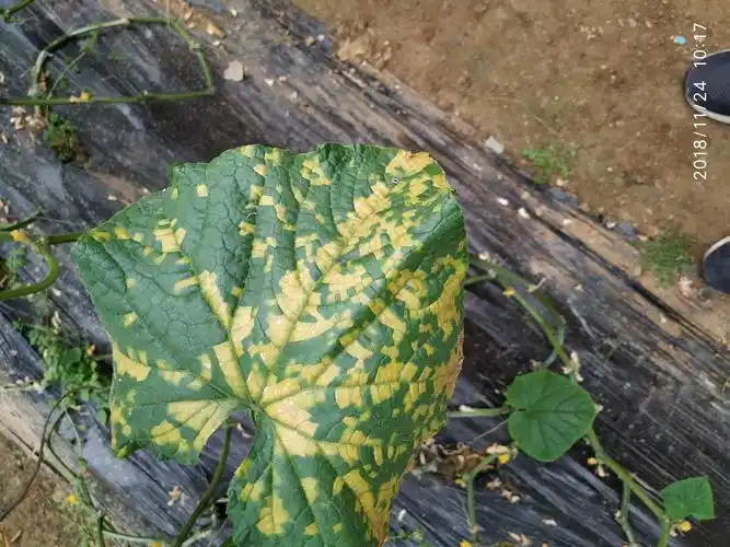 大佬们谁知道黄瓜什么病害