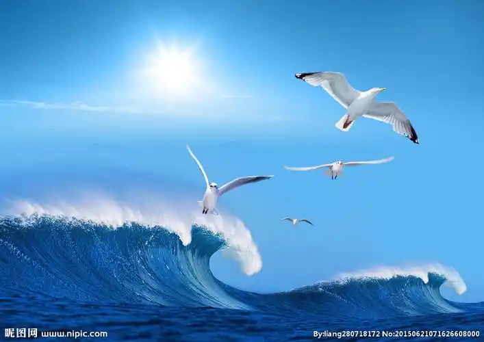 大海 浪花 蓝天 海鸥 海边图片