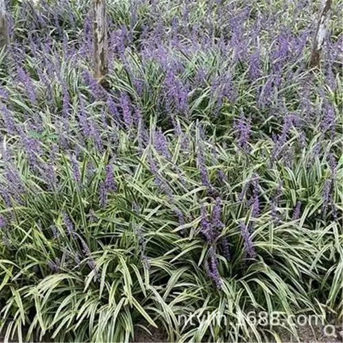 日本矮麦冬草种寒庭院工程园林绿化草坪植物矮生麦冬草苗玉龙草