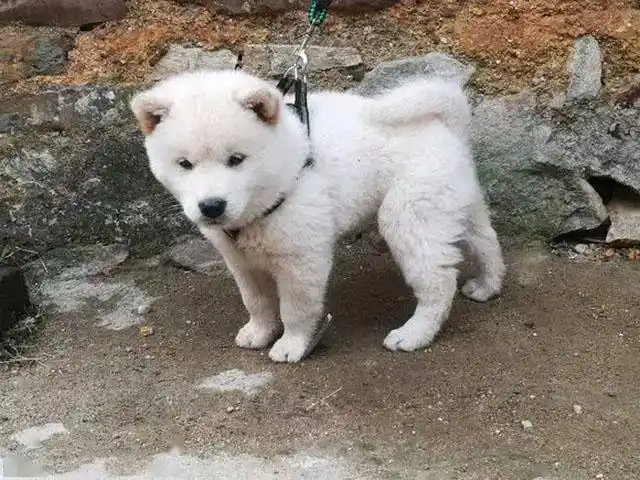 三十五买回的白色土狗,朋友见后说值两千,发财了!