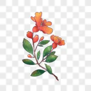 元素  |石榴花开元素  |石榴花简笔画元素  |石榴花401711145元素