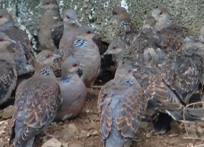 养殖散养斑鸠虎斑鸠珠斑鸠媒鸠放生鸟种斑鸠冰冻鹌鹑食用10只包邮_双
