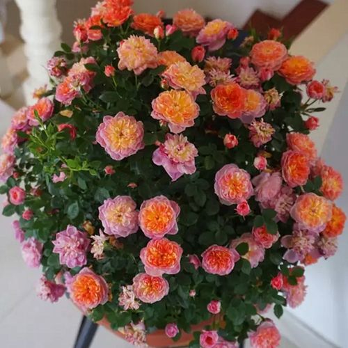 小花农月季坞欧躲躲藏藏四季多花微型月季玫瑰苗绿植盆栽庭院花卉