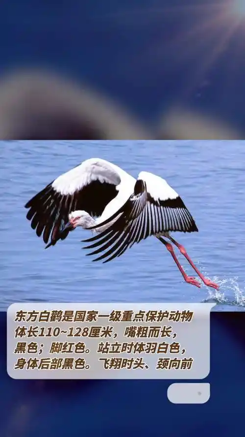 东方白鹳是国家一级重点保护动物.