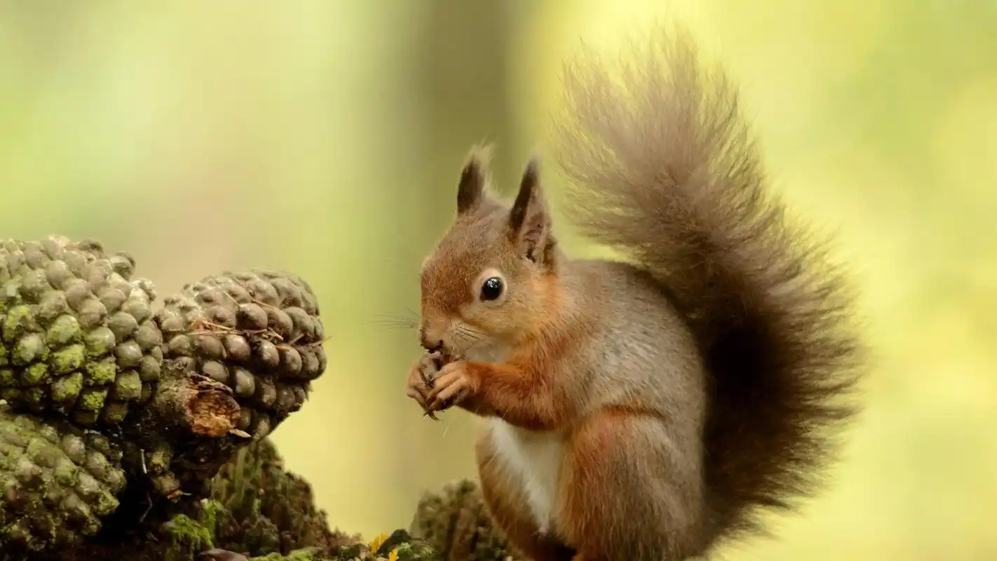 正在吃东西的可爱小松鼠壁纸