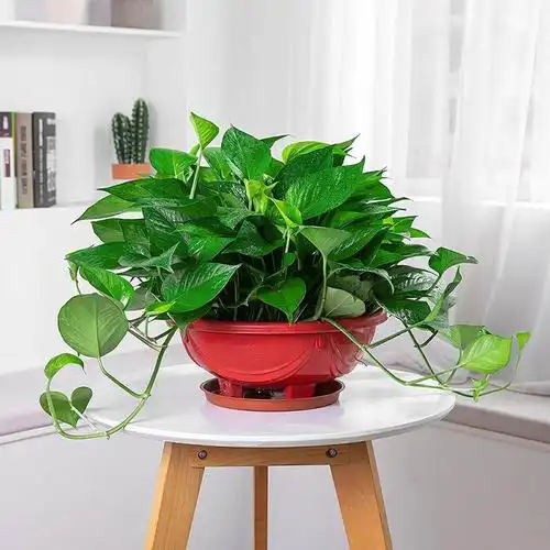 22绿萝长藤z款室内盆栽植物不需要阳光花草四季好养家庭绿植花奔