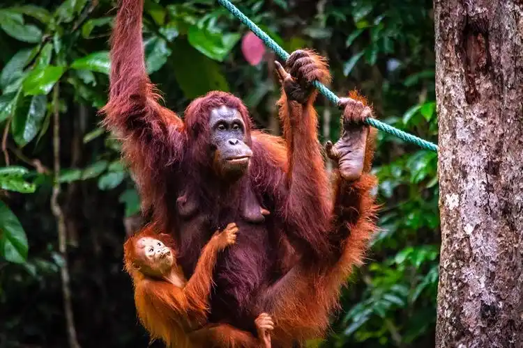 raise a glass, save an orangutan