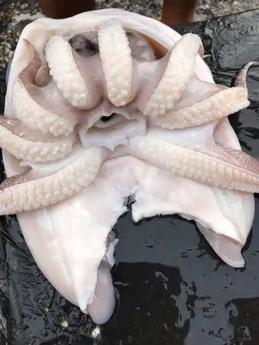 鱿鱼,这大条:十马币!