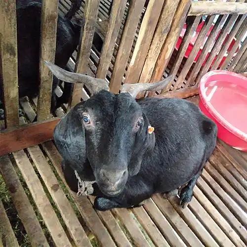 湖南大耳黑山羊价格 大耳黑山羊养殖 黑山羊基地直供