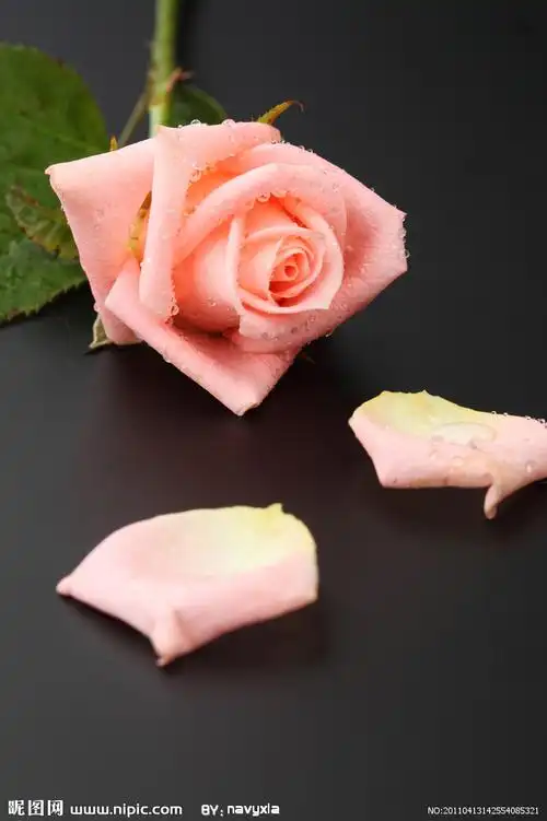 花草高清图片图片专题,花草高清图片下载_昵图网nipic.com